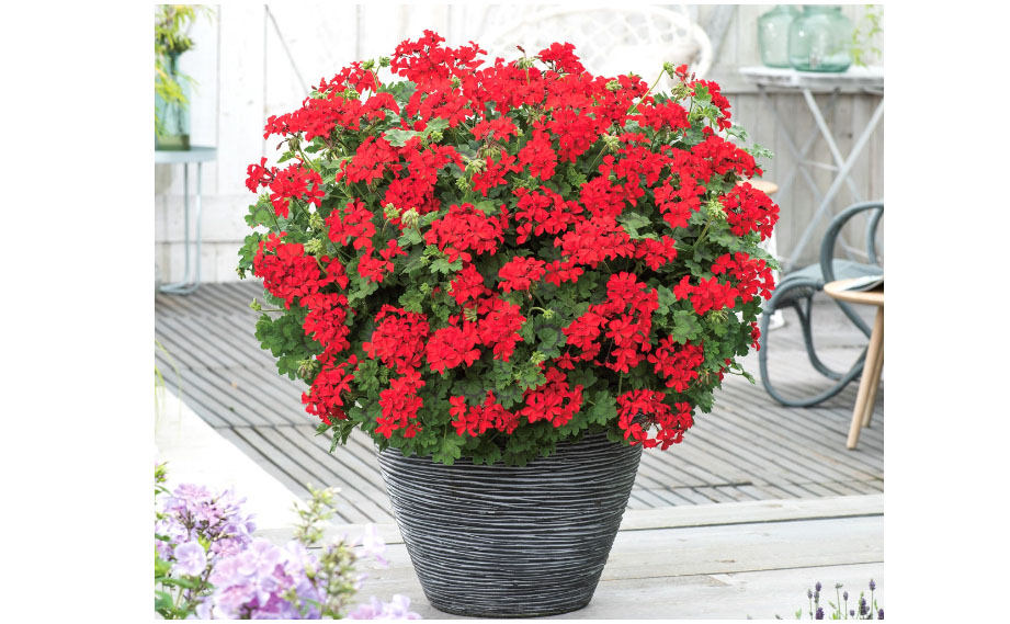 ゼラニウム　レッドエクスプロージョン<