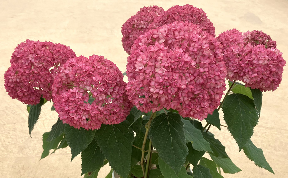 ハイドランジア　アナベル バーガンディアイ<