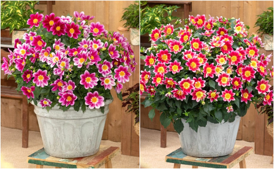 ダリア　サマービーズ<