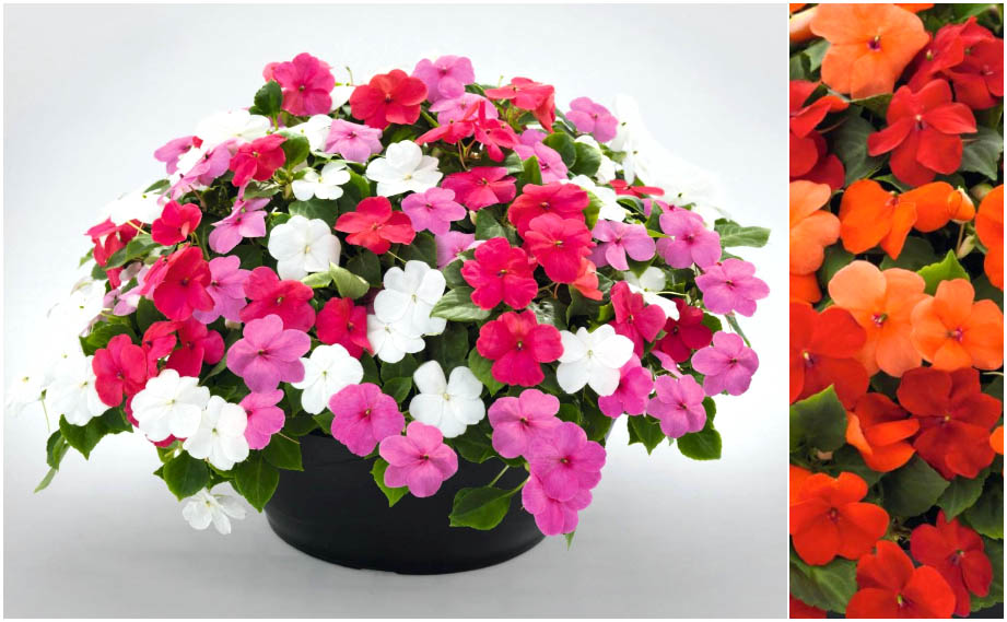 インパチェンス F1　ロリポップ シリーズ<