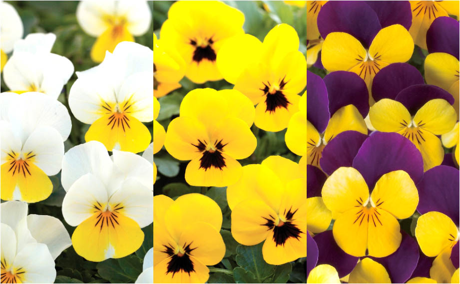 ビオラ F1　フローラルパワー シリーズ<