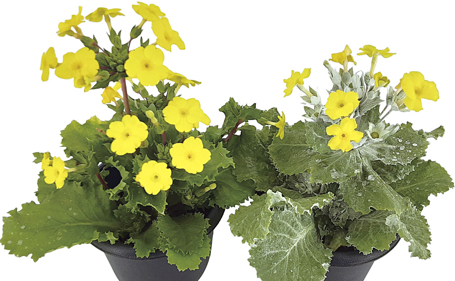 プリムラ　キューエンシス<