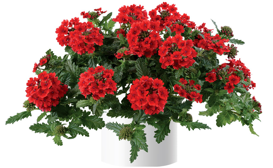 バーベナ　ヴァネッサ コンパクト<