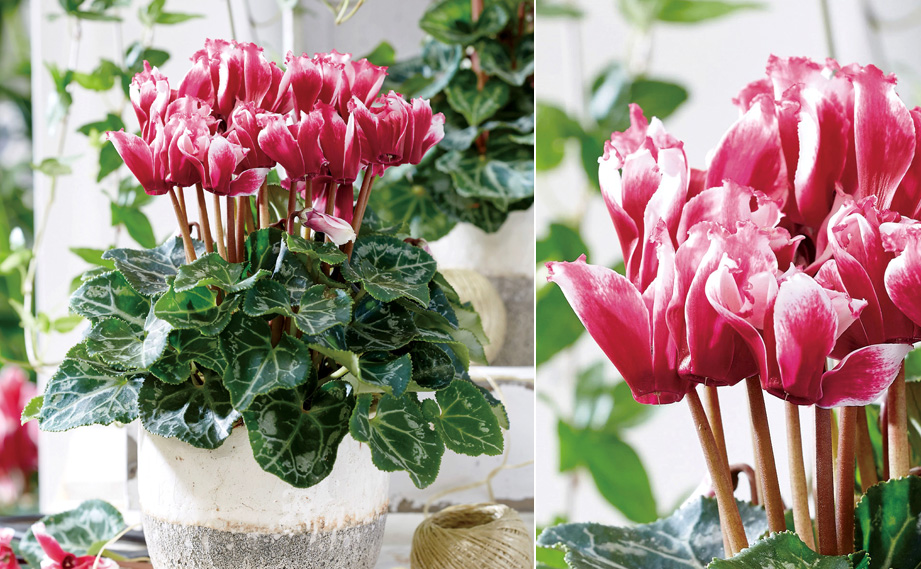 シクラメン F1　リリベル シリーズ<