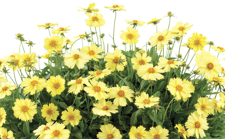 コレオプシス　ソランナ シリーズ<