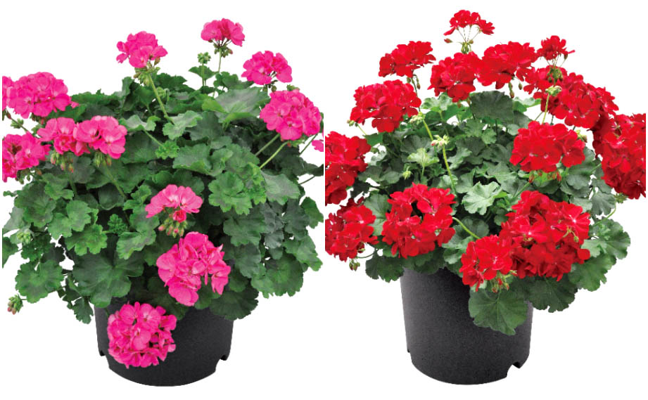 ゼラニウム　チャンピオン シリーズ<