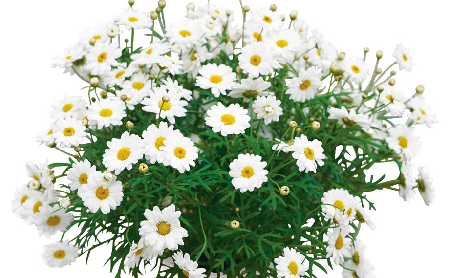 マーガレット　ホワイトモカ