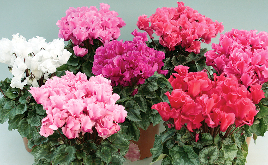 シクラメン　ファンシーフリル シリーズ<