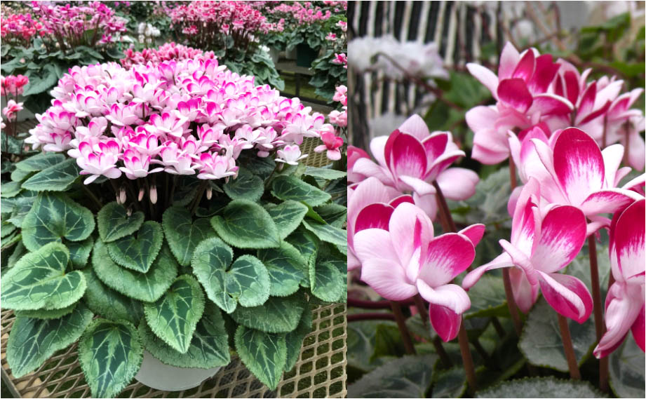 シクラメン　シェルウィング<