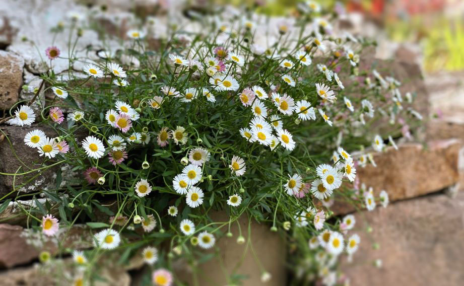 エリゲロン　プロフュージョン<