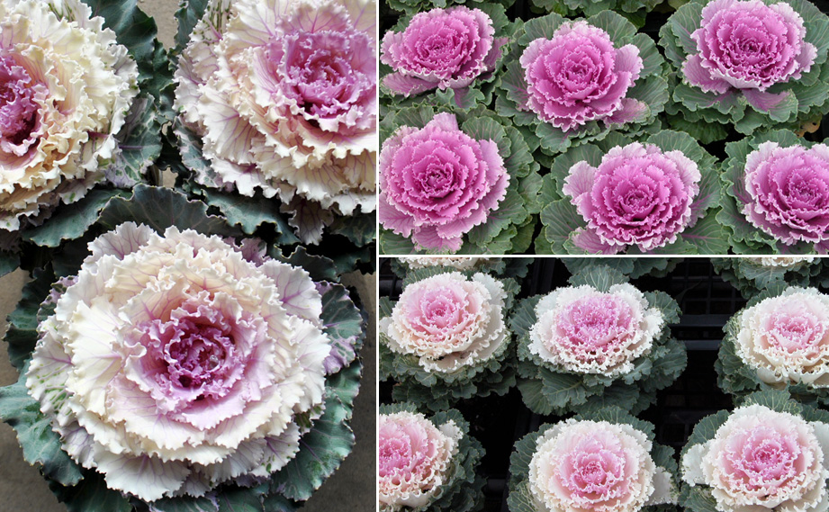 ハボタン　太鼓 シリーズ<