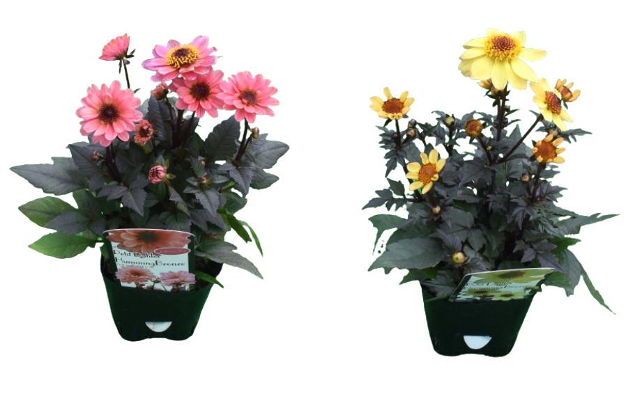 ダリア　ハミングブロンズ シリーズ<