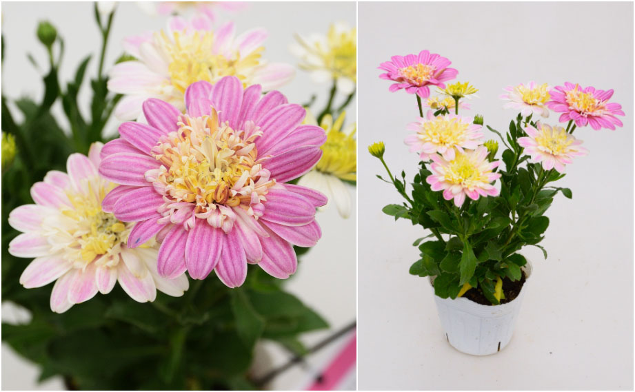 オステオスペルマム　ラブポーション<