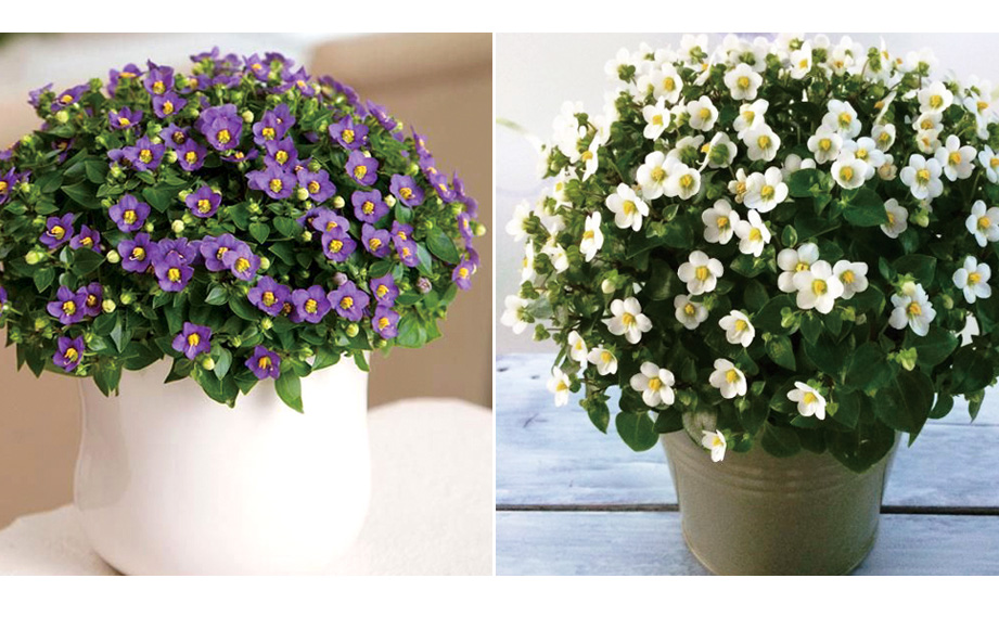 エキザカム　ロイヤルディン シリーズ<