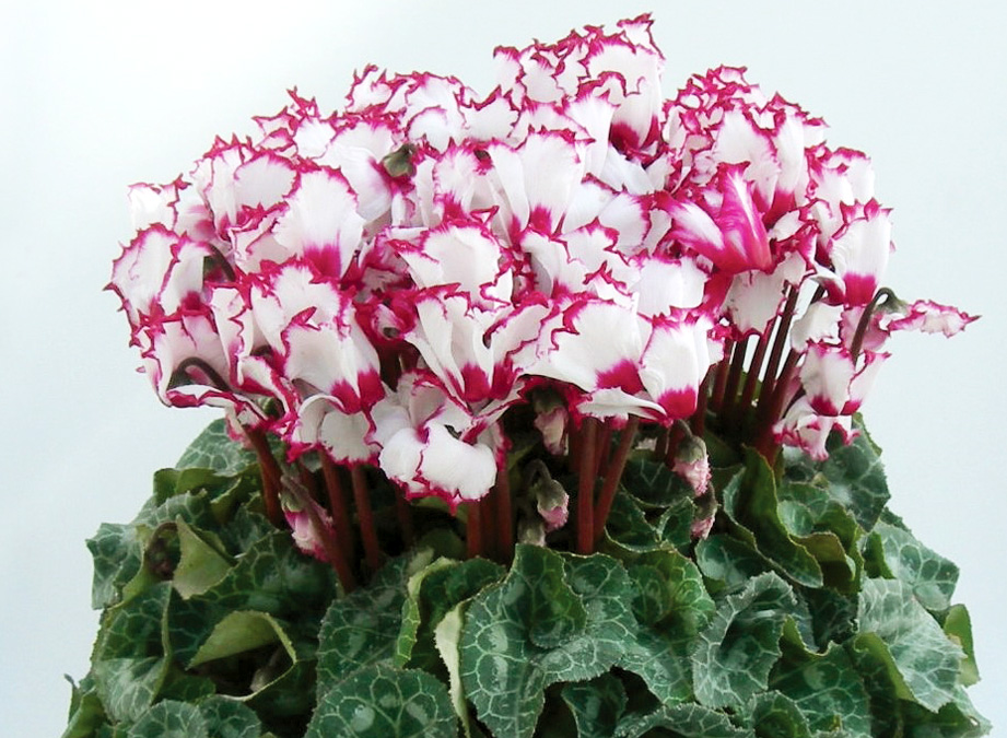 シクラメン　松尾ビクトリア<