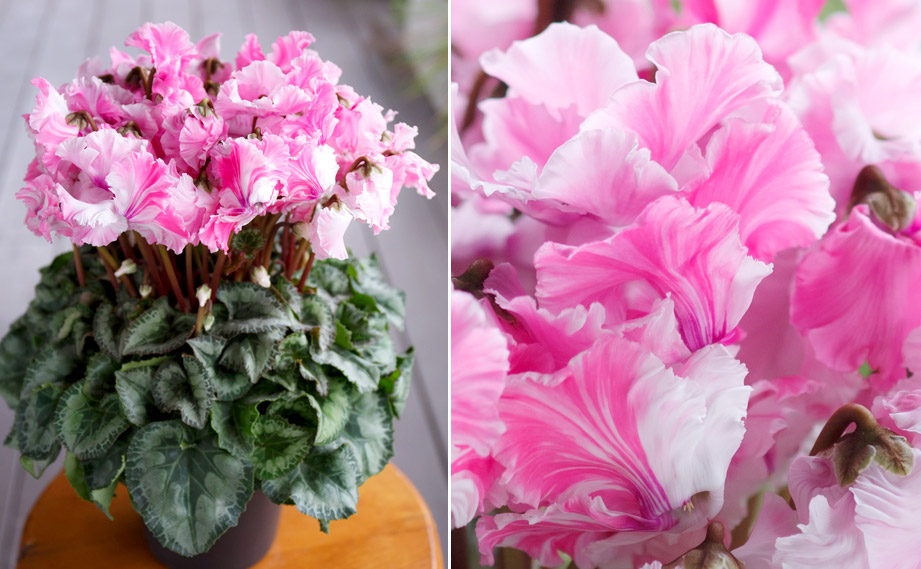 シクラメン 大栄　キャンディーケーン<