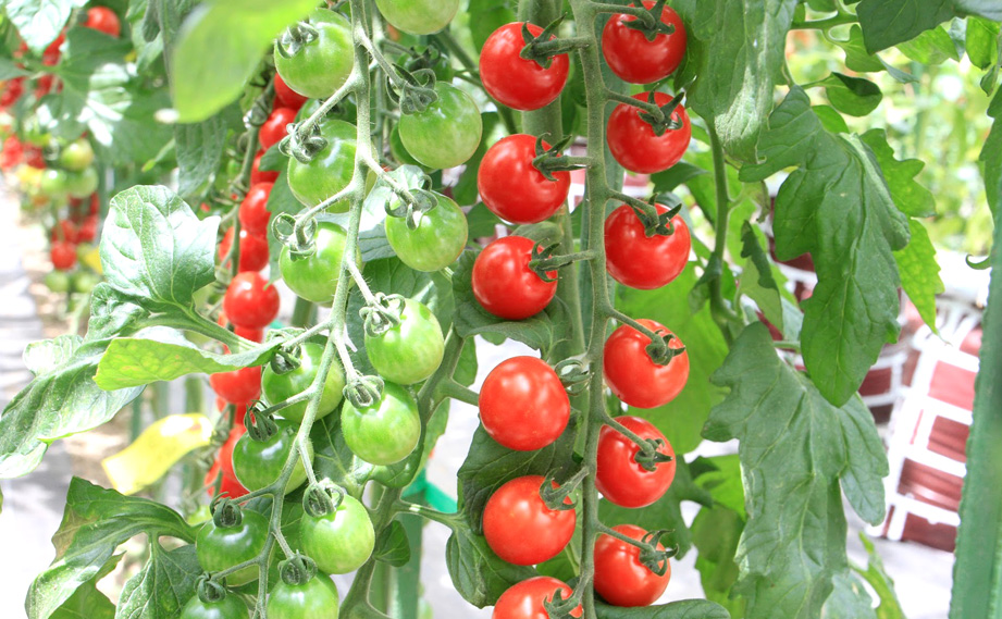 ミニトマト　サンチェリーピュアプラス<