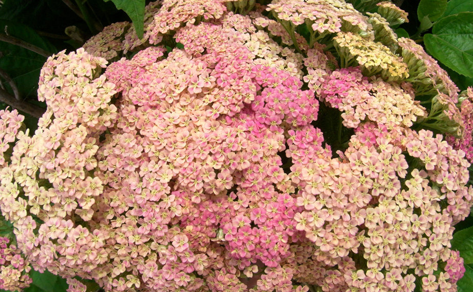 アキレア　ピーチセダクション<