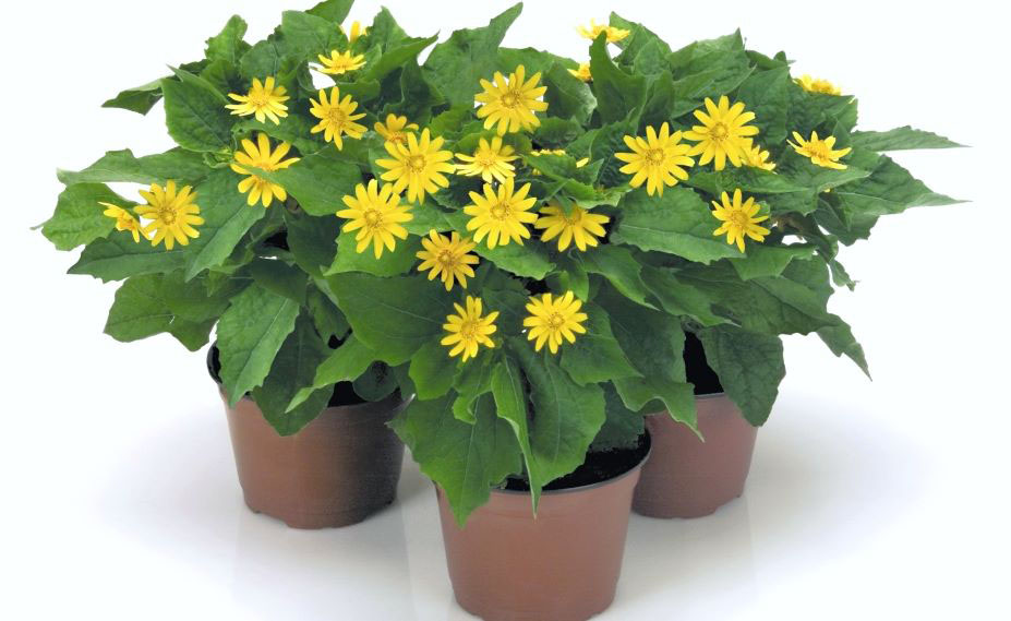 メランポジューム　ゴールデングローブ<