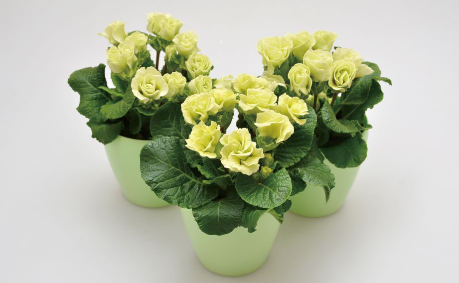 プリムラ ジュリアン　プレミアムジュリアン マスカットのジュレ<