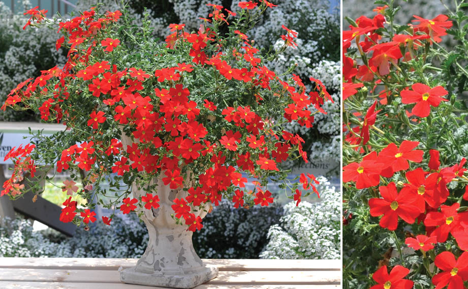 ジャメスブリテニア　サンブリテニア<