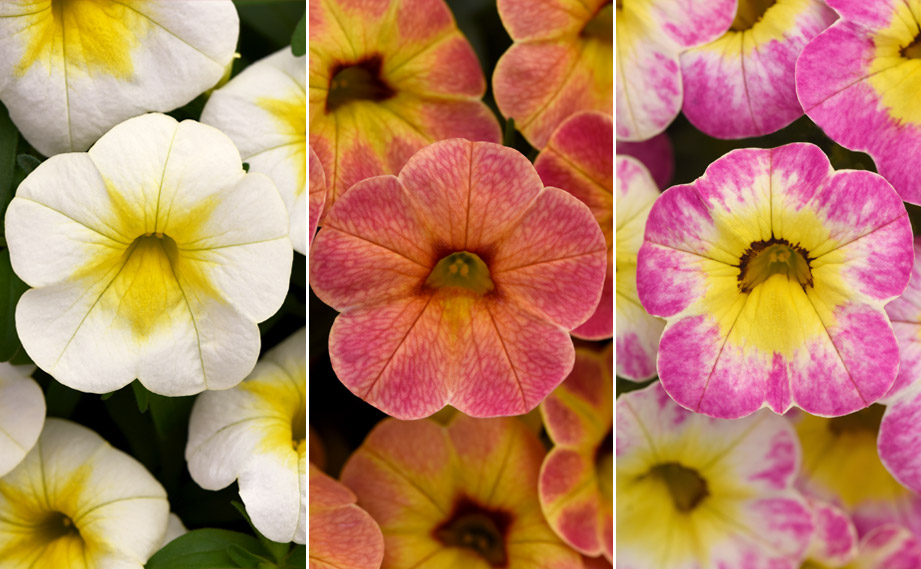 カリブラコア　チャチャ<