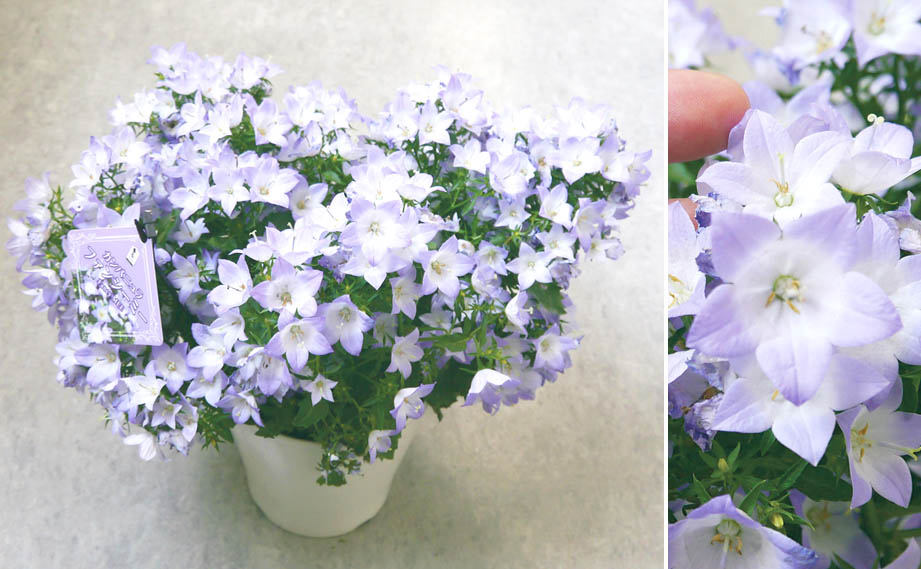 カンパニュラ　ファンシーミー<