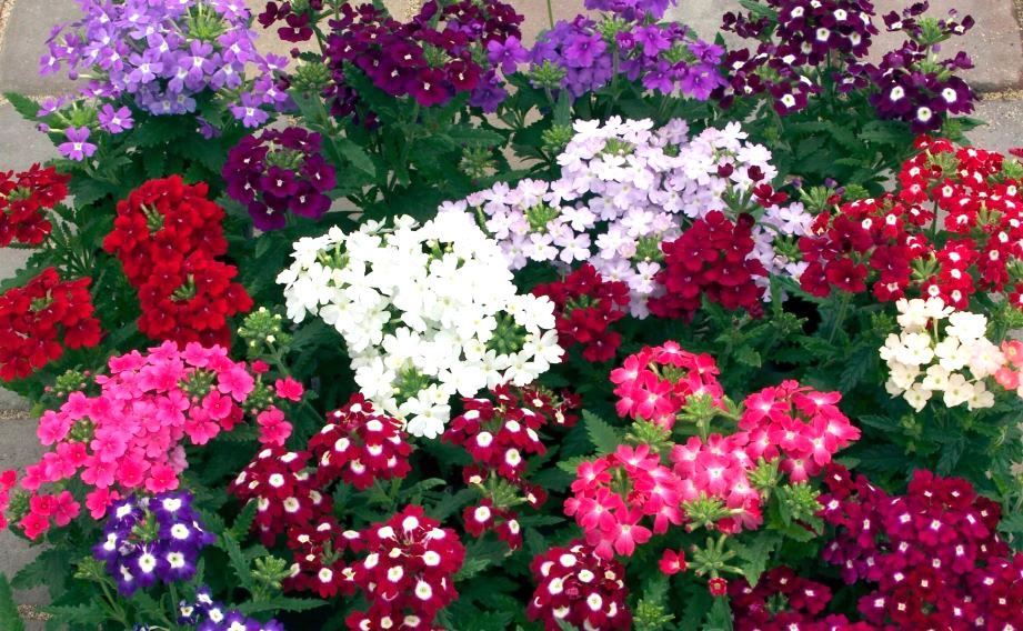 バーベナ　オブセッション シリーズ<