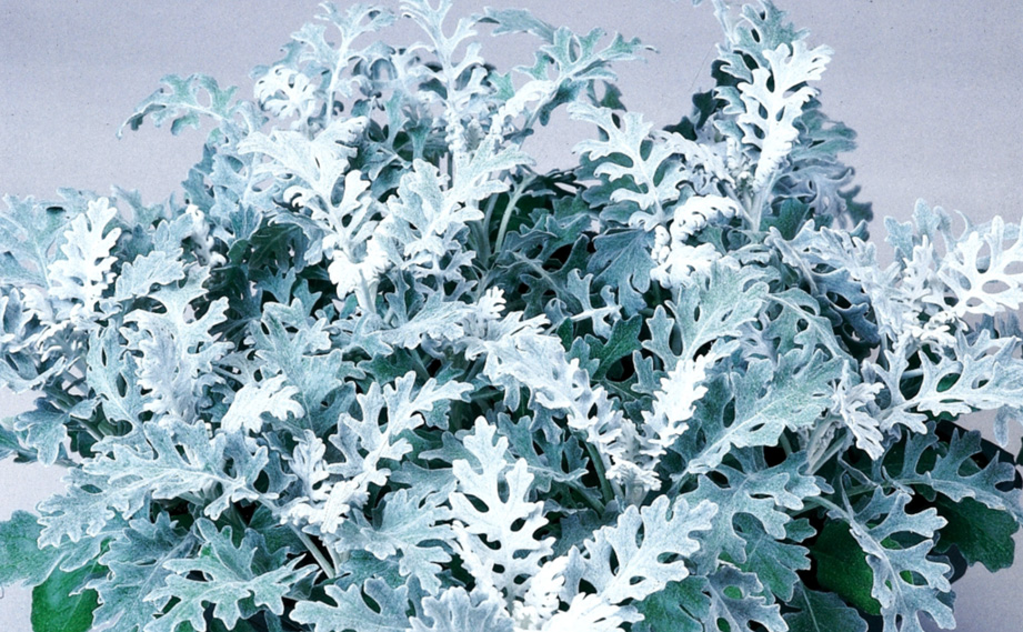 ダスティーミラー(白妙菊)　シルバーダスト<