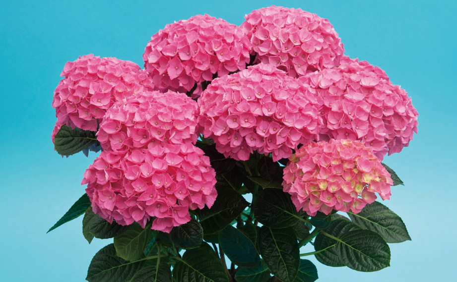 ハイドランジア　アンダ<