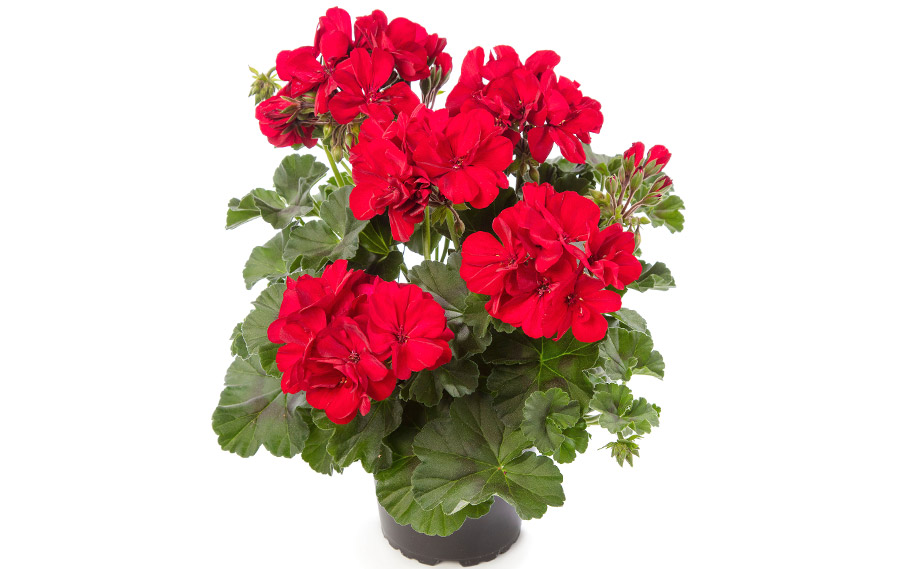 ゼラニウム　アメリカーナNEO<