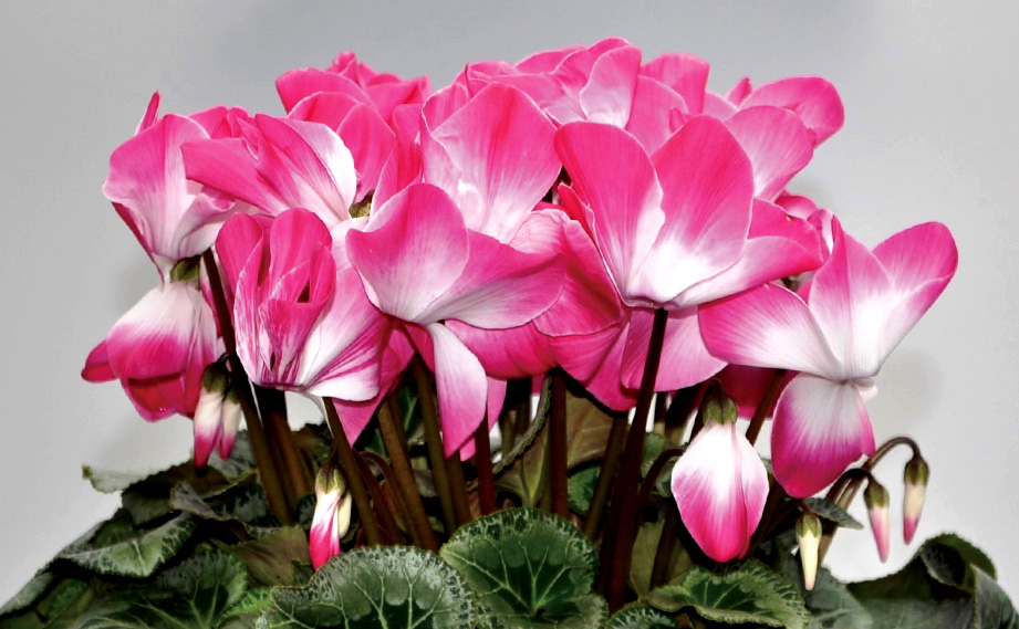 シクラメン　プリズム シリーズ<