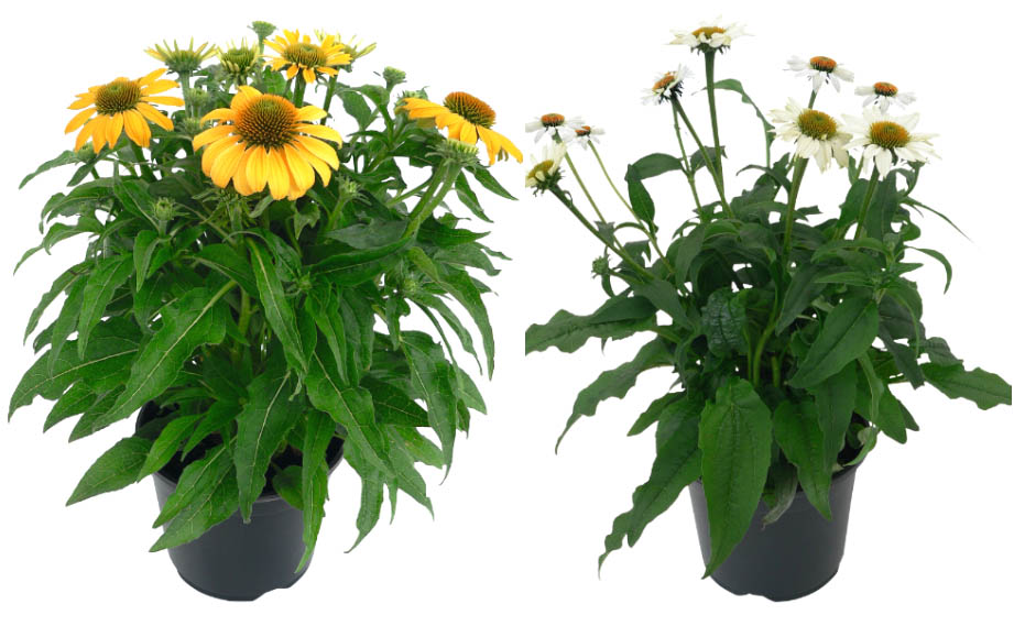 エキナセア　ポリネーション シリーズ<