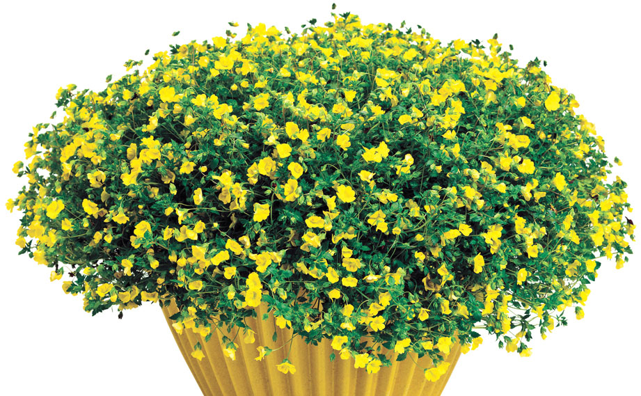 メカルドニア　ゴールドダスト<