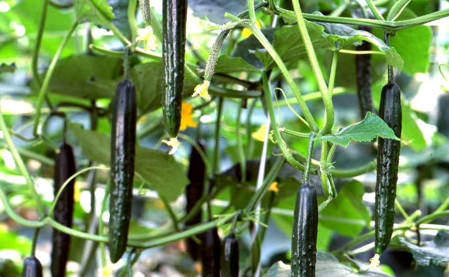 【売れていないので表示停止】キュウリ　ハイ・グリーン２１<