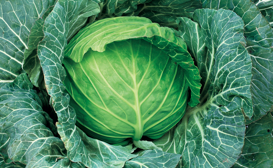 キャベツ　金瑛<