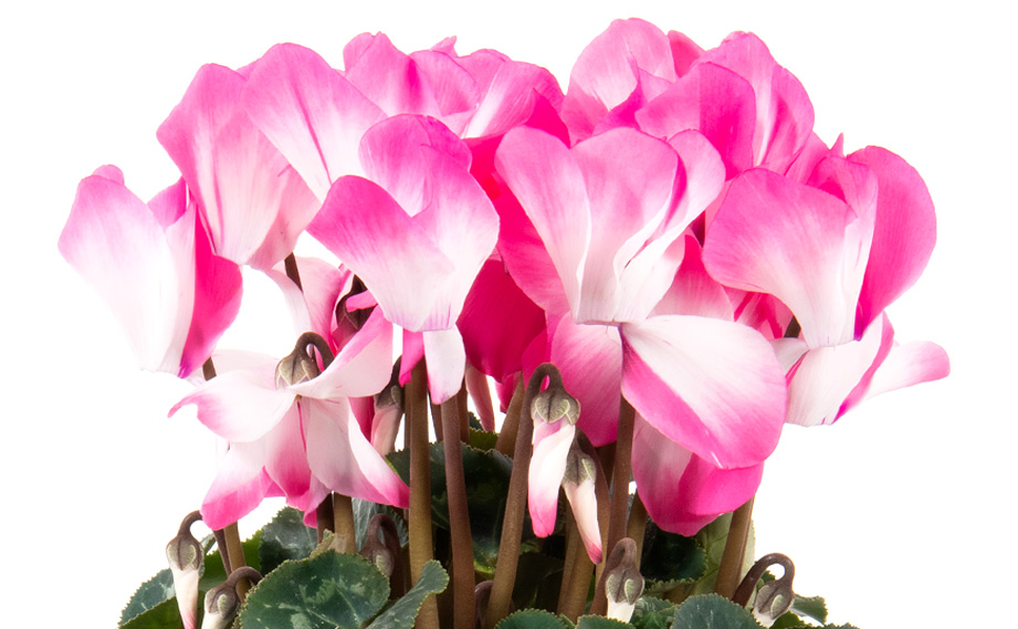 シクラメン F1　フュージョン ミディ<