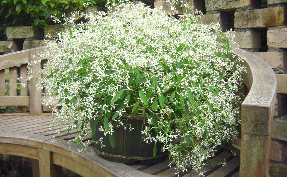 ユーフォルビア　ダイアモンドフロスト<