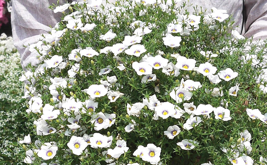 ニーレンベルギア　オーガスタ シリーズ<