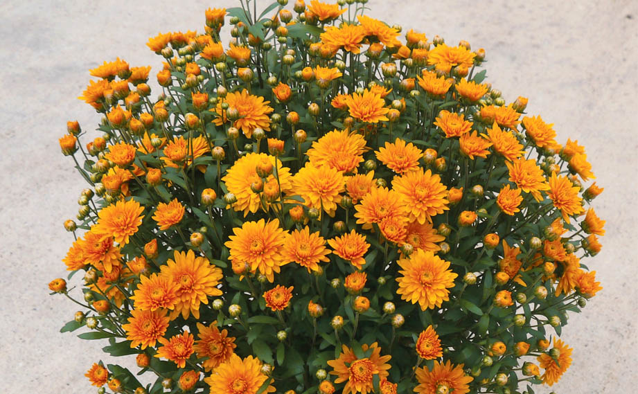 ガーデンマム　ジジ シリーズ<