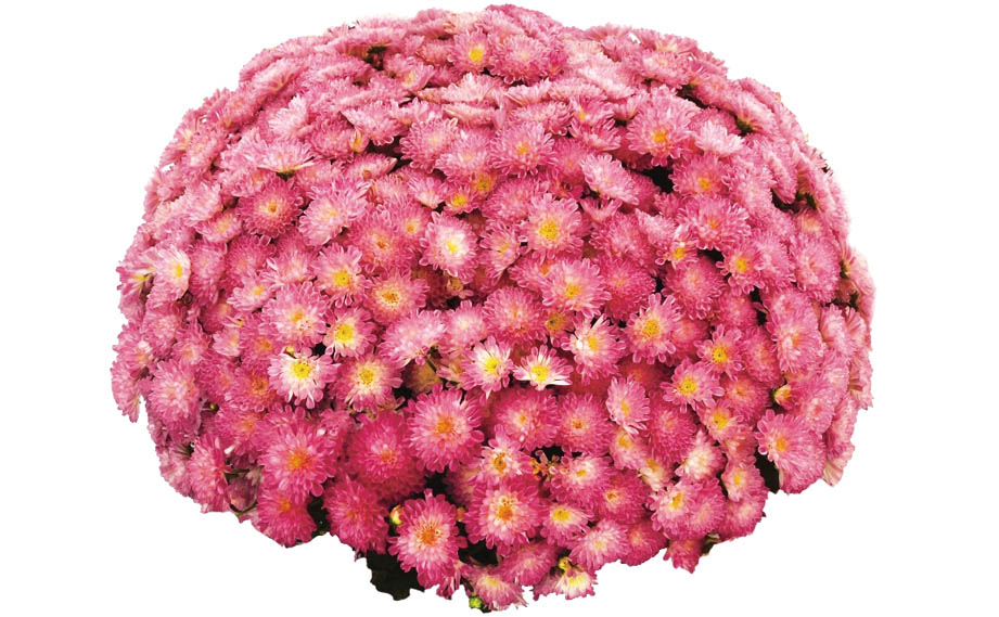 ガーデンマム　ポディウム<