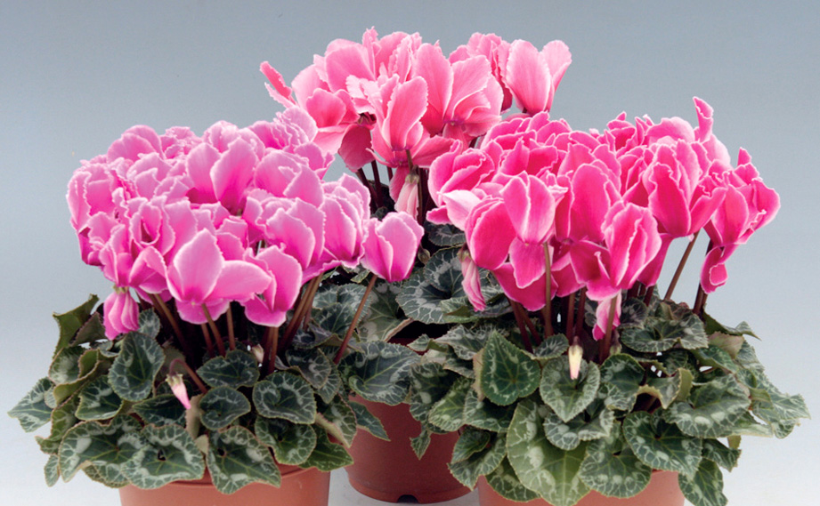 シクラメン　サンライズ<