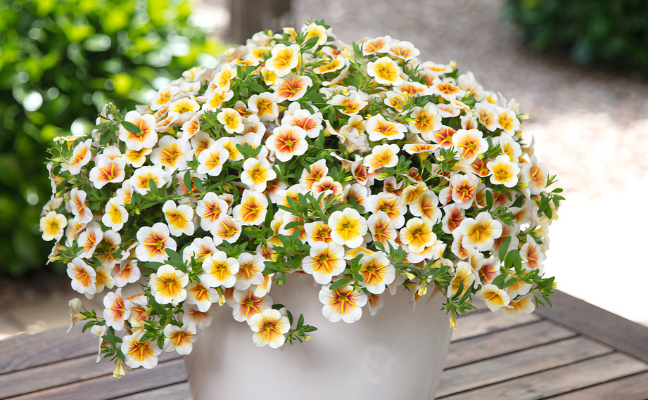 カリブラコア　カリタスティック<