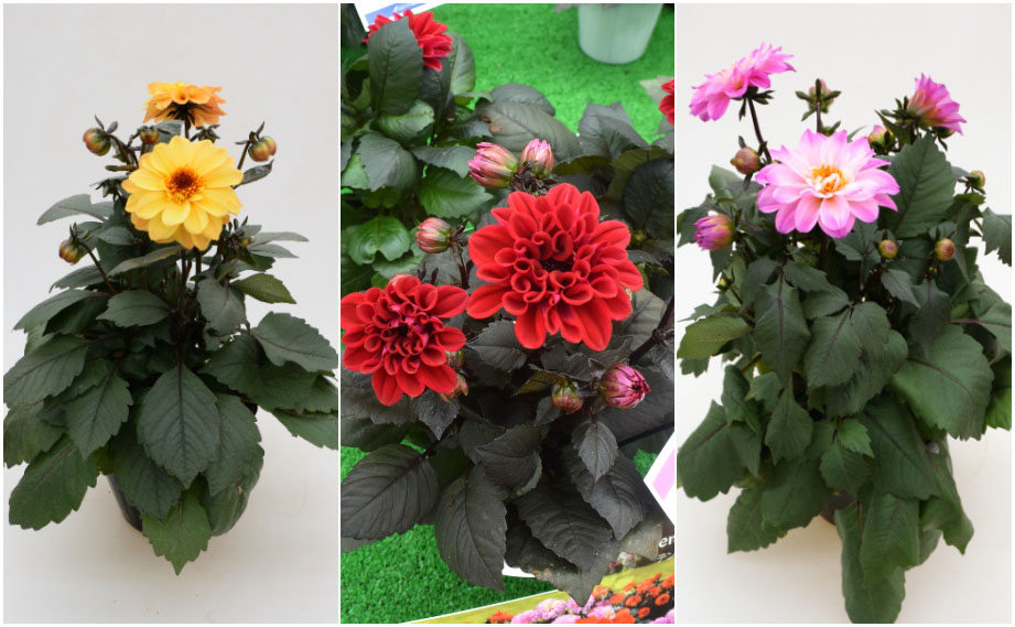 ダリア　テンプテーション