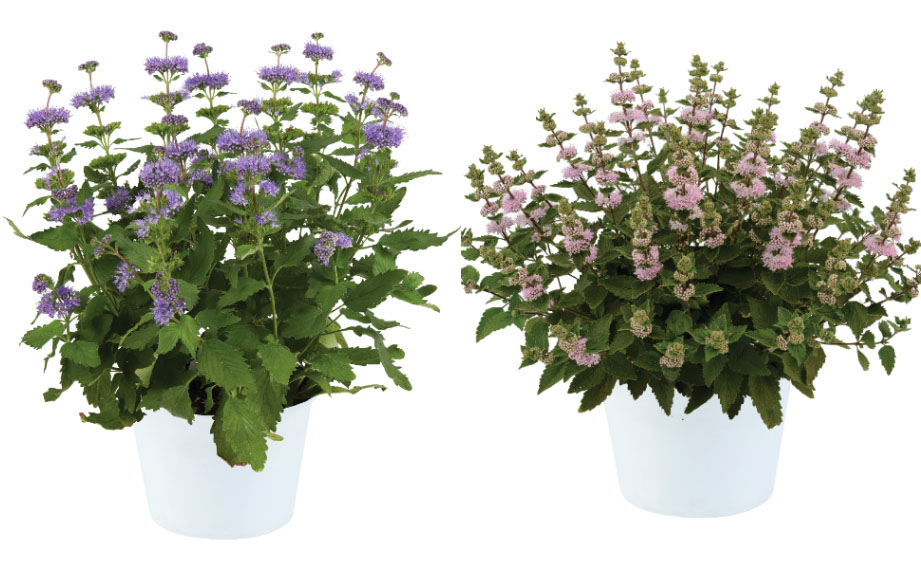 カリオプテリス　パビリオン<