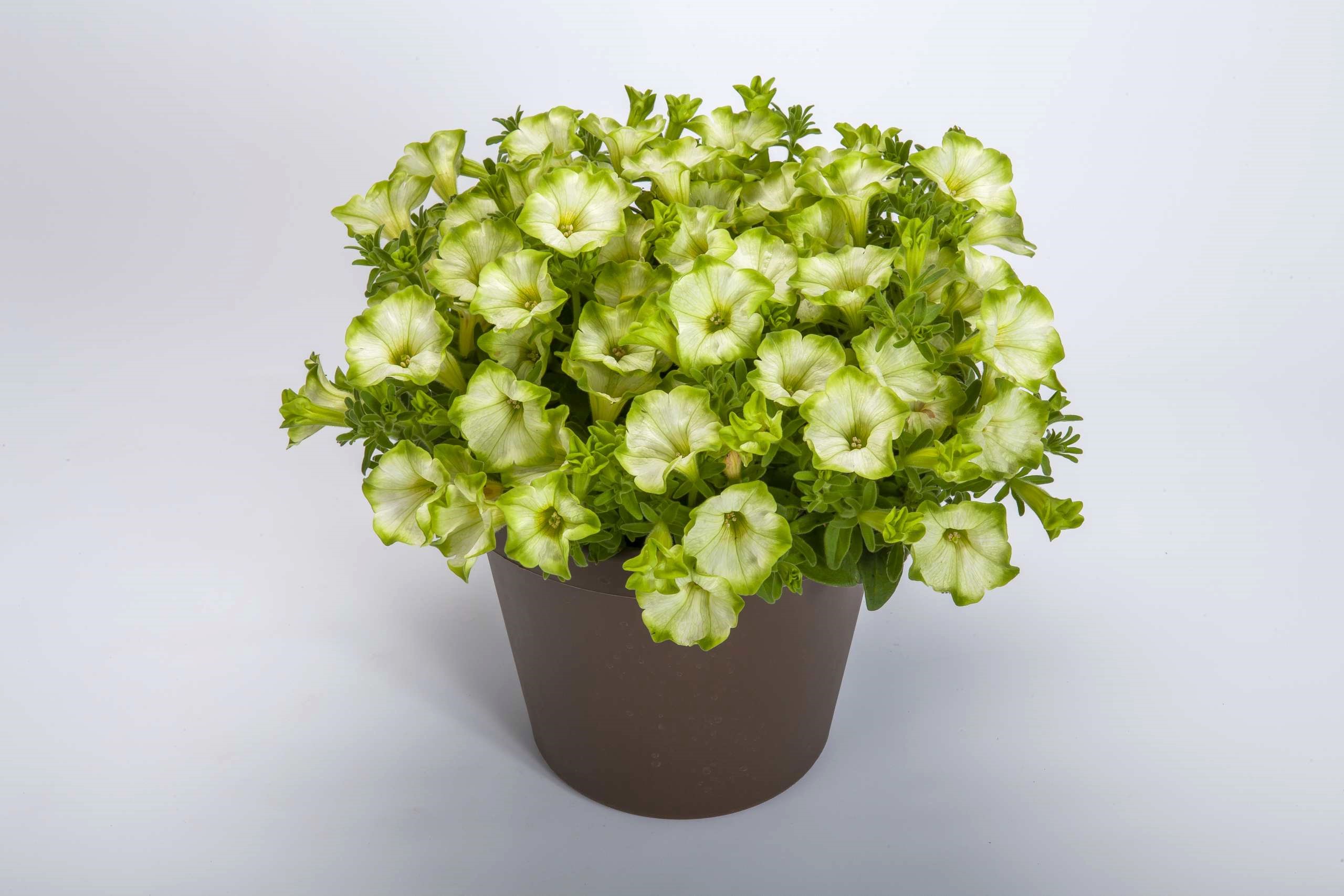 ペチュニア　レイ シリーズ<