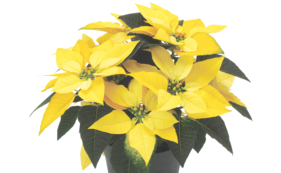 ポインセチア　イエロールクス<