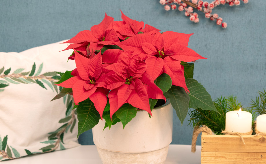 ポインセチア　クリスマスフィーリング<