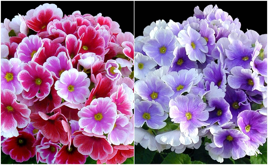 プリムラ オブコニカ F1　タッチミー シリーズ<