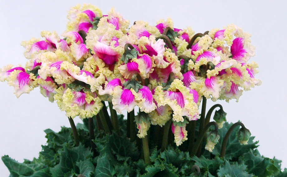 シクラメン　プリマドンナ シリーズ<